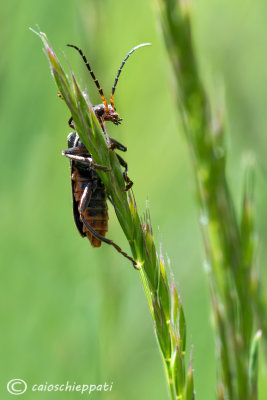 Cantharis rustica