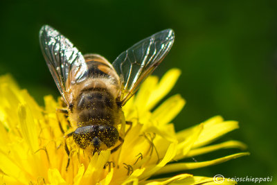 Eristalis tenax