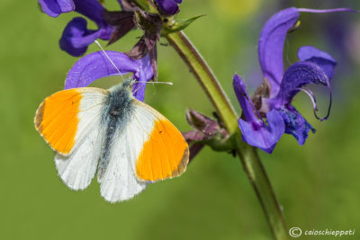 Anthocharis cardamines