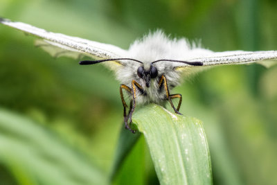 Parnassius Mnemosyne 