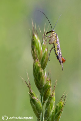 Panorpa communis (male)