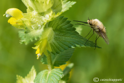 Bombylius major