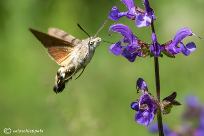 Macroglossum stellatarum