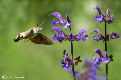 Macroglossum stellatarum