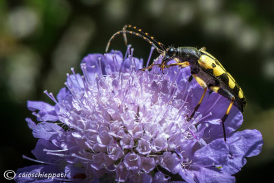 Leptura maculata 