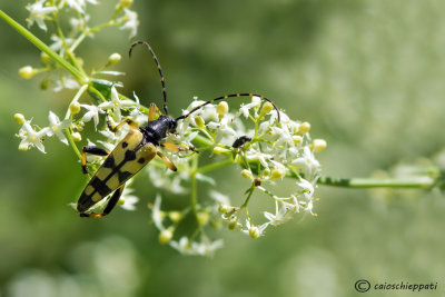 Leptura maculata 