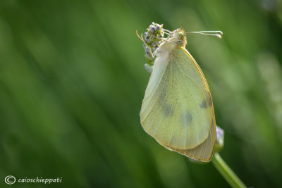 Pieris brassicae 