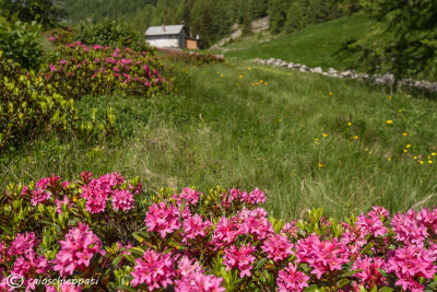 Fioritura di Rododendri a Li Moregn