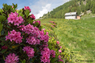 Fioritura di Rododendri a Li Moregn