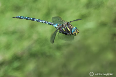 Aeshna juncea 