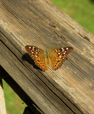 Sophie Butterfly.jpg