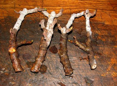 fig-cuttings.jpg