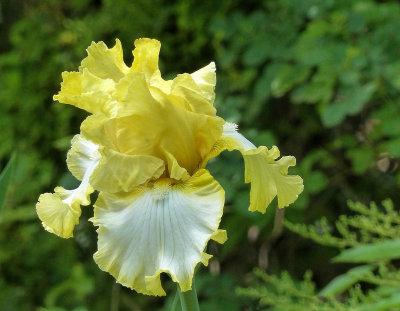 Yellow Iris.jpg