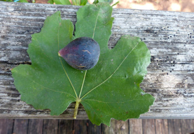 Black-Jack-on-Leaf.jpg
