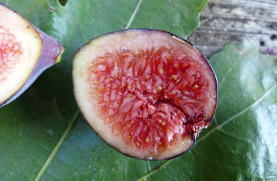 Fig-Macrro.jpg