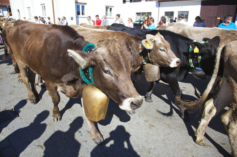Cow Bell 3890.jpg
