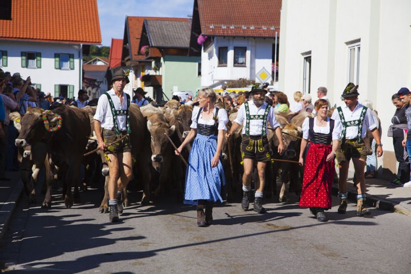 Cows 3884.jpg