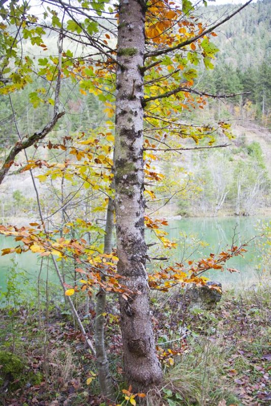 Tree Colour 4338.jpg