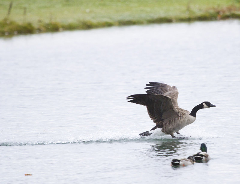 Goose Landing 5365.jpg