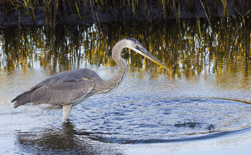 GBH 6654.jpg