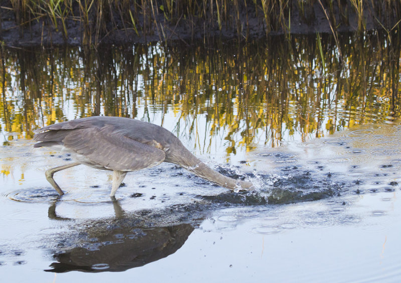 Heron Strike 6653.jpg