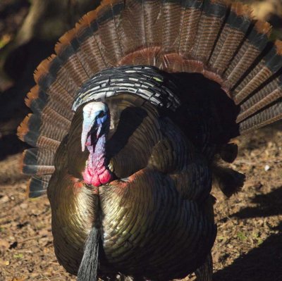 Turkey 3332.jpg