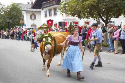 Cow 9719.jpg