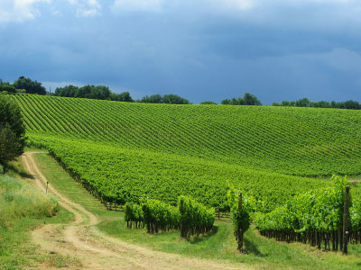 Vineyard 3274.jpg