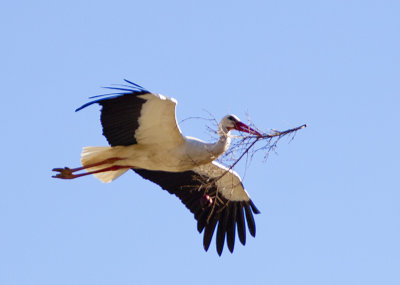 Stork 2257.jpg