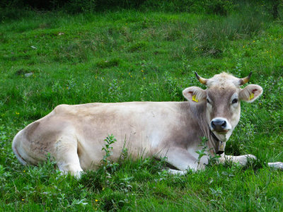Ground Beef 2332.jpg