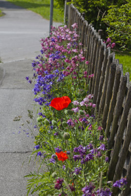 Fence Flowers 3142.jpg