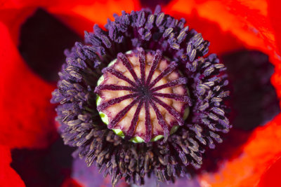 Poppy 3147.jpg