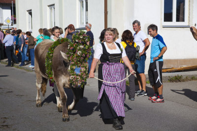 cows