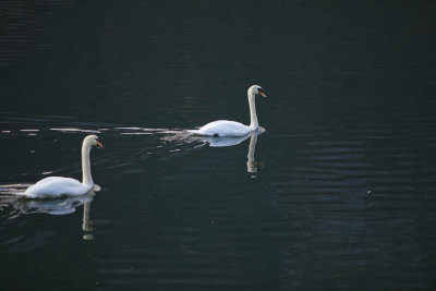 Swans 4218.jpg