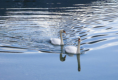 Swans 4255.jpg