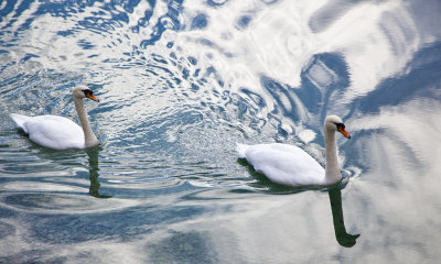 Swans 4259.jpg