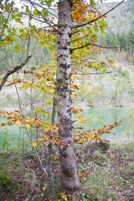 Tree Colour 4338.jpg