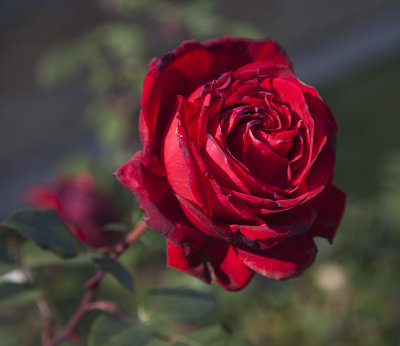 Rose 4404.jpg