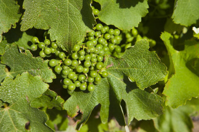 Grapes 6139.jpg