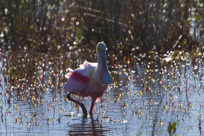 Spoonbill 6403.jpg