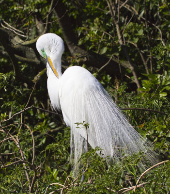 Egret 6587.jpg