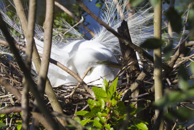 Egret Nest 6547.jpg