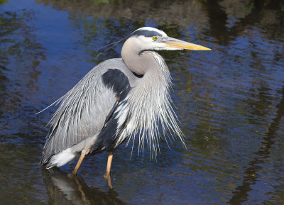 GBH 6538.jpg