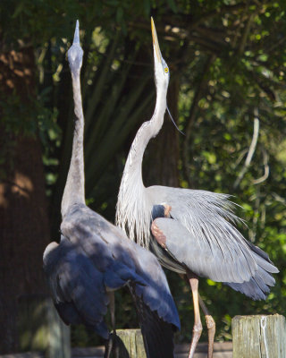 GBH Mating Dance 6569.jpg