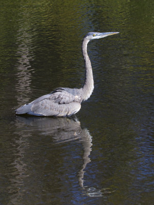 GBH Wading 6555.jpg