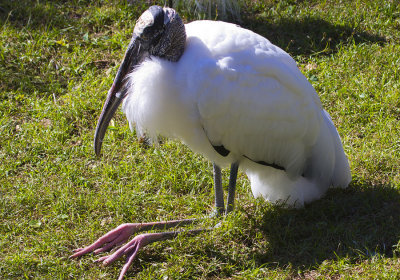 florida_birds