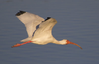 Ibis 6691.jpg