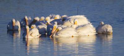 Pelicans 6679.jpg