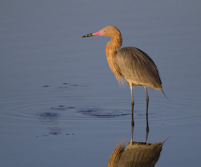 Redish Egret 6662.jpg