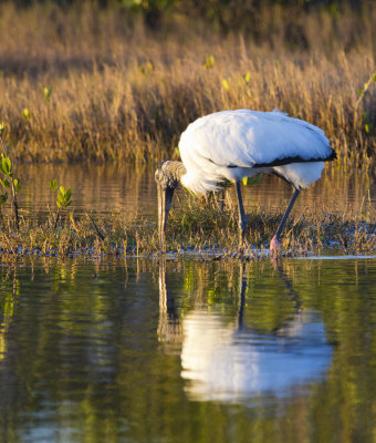 Stork 6648.jpg